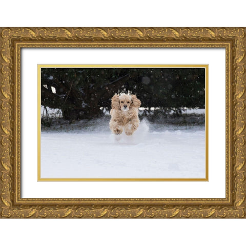 Cocker spaniel running in snow Gold Ornate Wood Framed Art Print with Double Matting by Jaynes Gallery