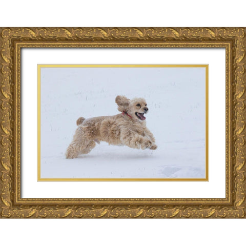 Cocker spaniel running in snow Gold Ornate Wood Framed Art Print with Double Matting by Jaynes Gallery