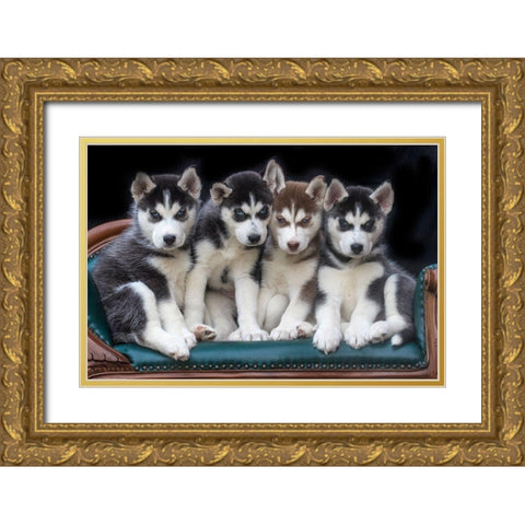 Siberian husky puppies on couch Gold Ornate Wood Framed Art Print with Double Matting by Jaynes Gallery