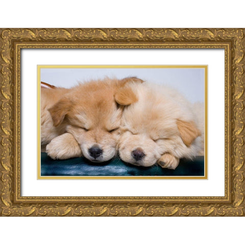 Close-up of two chow puppies sleeping Gold Ornate Wood Framed Art Print with Double Matting by Jaynes Gallery