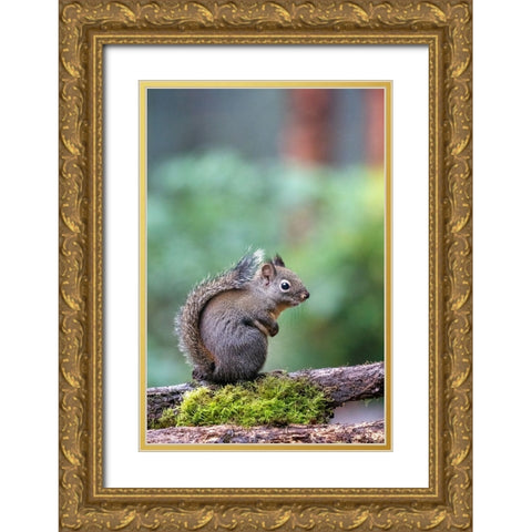 Douglas Squirrel standing on a log Gold Ornate Wood Framed Art Print with Double Matting by Horton, Janet