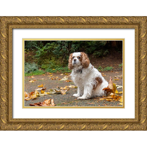 Cavalier King Charles Spaniel-on her driveway in Autumn-PR Gold Ornate Wood Framed Art Print with Double Matting by Horton, Janet