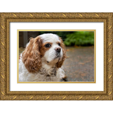 Cavalier King Charles Spaniel-on her driveway in Autumn-PR Gold Ornate Wood Framed Art Print with Double Matting by Horton, Janet