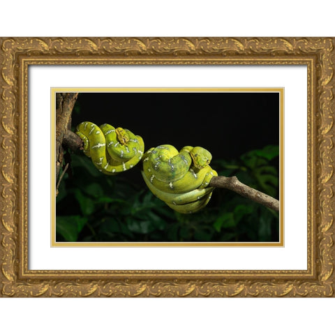 Emerald tree boa coiled- captive- native to South America Gold Ornate Wood Framed Art Print with Double Matting by McDonald, Joe and Maryann