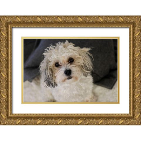 Cute white dog-terrier Gold Ornate Wood Framed Art Print with Double Matting by McRoberts, Julien