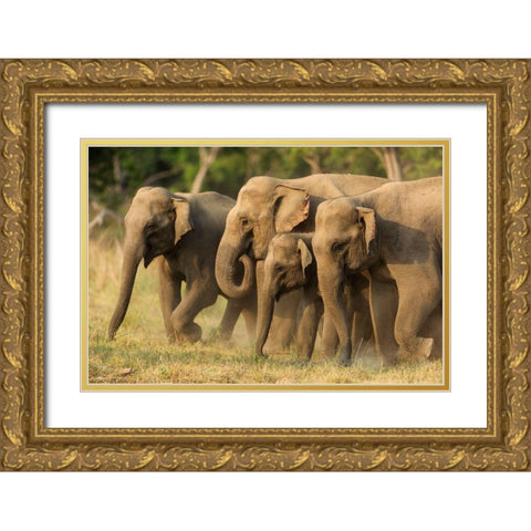 Asian elephants-small herd-Corbett National Park-India Gold Ornate Wood Framed Art Print with Double Matting by Rajput, Jagdeep