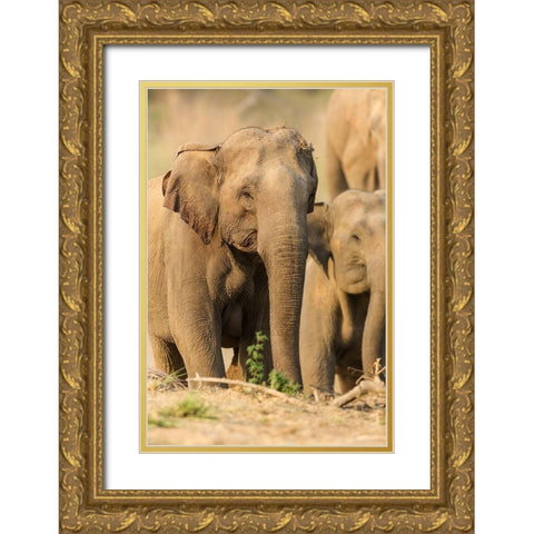 Asian Elephant (female)-Corbett National Park-India Gold Ornate Wood Framed Art Print with Double Matting by Rajput, Jagdeep
