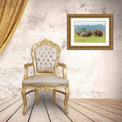 Asian Elephant family-Corbett National Park-India Gold Ornate Wood Framed Art Print with Double Matting by Rajput, Jagdeep