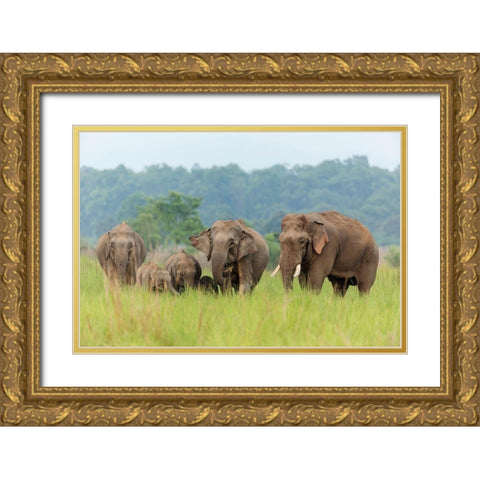 Asian Elephant family-Corbett National Park-India Gold Ornate Wood Framed Art Print with Double Matting by Rajput, Jagdeep