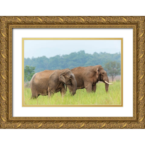 Asian Elephant Pair-Corbett National Park-India Gold Ornate Wood Framed Art Print with Double Matting by Rajput, Jagdeep