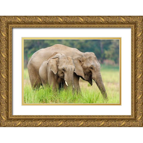 Asian Elephants-Corbett National Park-India Gold Ornate Wood Framed Art Print with Double Matting by Rajput, Jagdeep