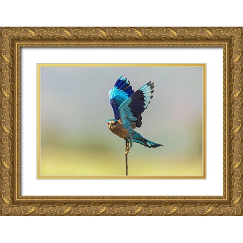 Indian Roller-Corbett National Park-India Gold Ornate Wood Framed Art Print with Double Matting by Rajput, Jagdeep