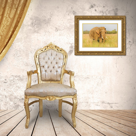 Musth Tusker in the grassland-Corbett National Park-India Gold Ornate Wood Framed Art Print with Double Matting by Rajput, Jagdeep