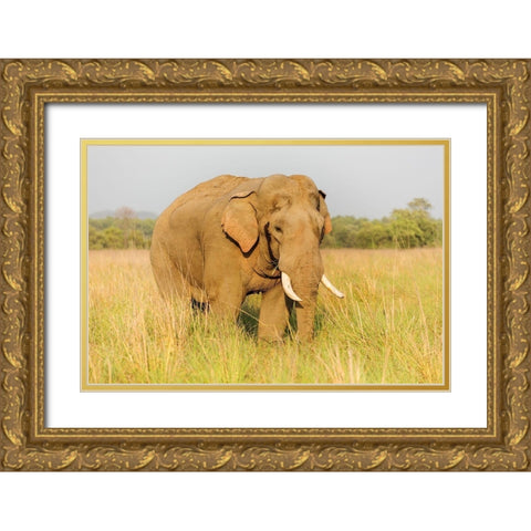 Musth Tusker in the grassland-Corbett National Park-India Gold Ornate Wood Framed Art Print with Double Matting by Rajput, Jagdeep