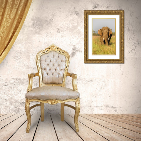 Musth Asian Elephant in the grassland-Corbett National Park-India Gold Ornate Wood Framed Art Print with Double Matting by Rajput, Jagdeep