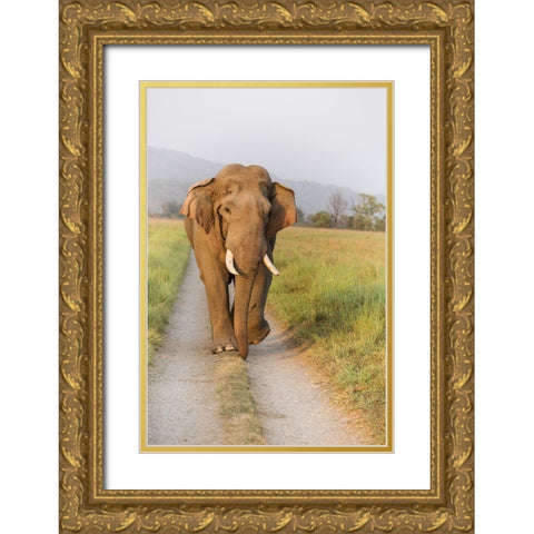 Musth Tusker on the jungle track-Corbett National Park-India Gold Ornate Wood Framed Art Print with Double Matting by Rajput, Jagdeep