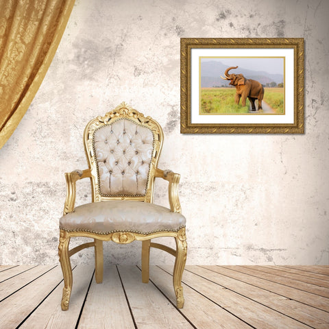 Musth Tusker on the jungle track-Corbett National Park-India Gold Ornate Wood Framed Art Print with Double Matting by Rajput, Jagdeep
