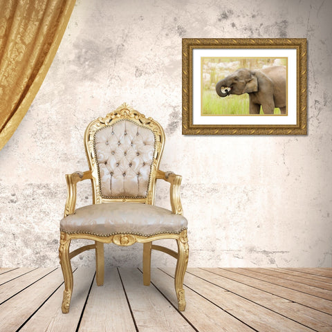 Asian Elephant drinking water-Corbett National Park-India Gold Ornate Wood Framed Art Print with Double Matting by Rajput, Jagdeep