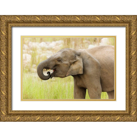 Asian Elephant drinking water-Corbett National Park-India Gold Ornate Wood Framed Art Print with Double Matting by Rajput, Jagdeep