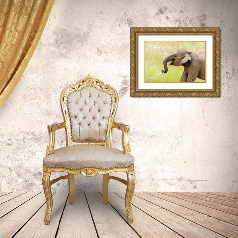 Asian Elephant drinking water-Corbett National Park-India Gold Ornate Wood Framed Art Print with Double Matting by Rajput, Jagdeep