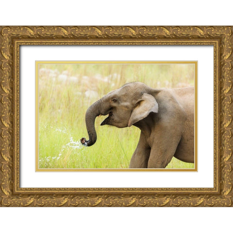Asian Elephant drinking water-Corbett National Park-India Gold Ornate Wood Framed Art Print with Double Matting by Rajput, Jagdeep