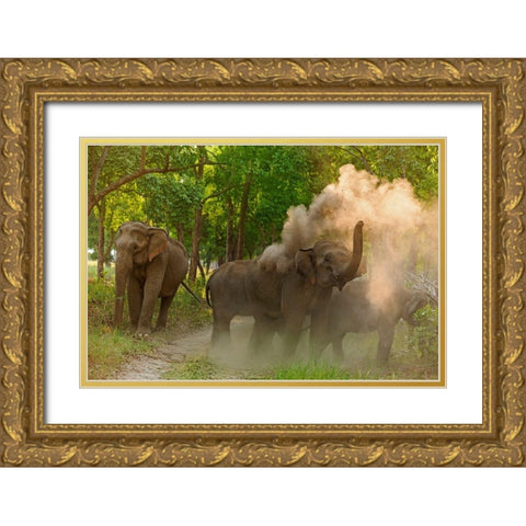 Asian Elephant taking dust bath Corbett National Park-India Gold Ornate Wood Framed Art Print with Double Matting by Rajput, Jagdeep