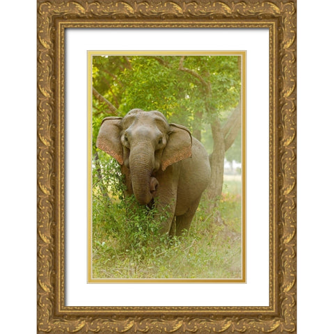Asian Elephant on the edge of forest Corbett National Park-India Gold Ornate Wood Framed Art Print with Double Matting by Rajput, Jagdeep