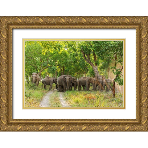Herd of Asian Elephants in the Sal Forest Corbett National Park-India Gold Ornate Wood Framed Art Print with Double Matting by Rajput, Jagdeep