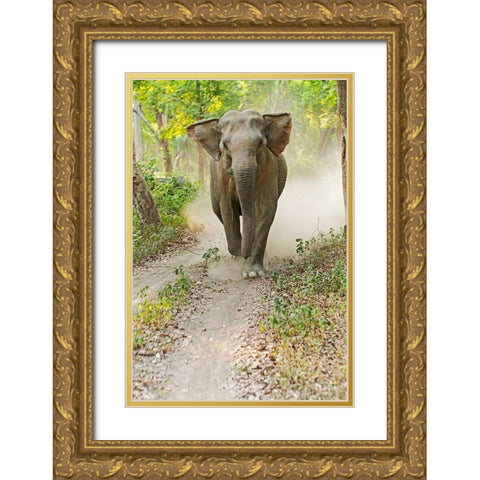 Asian Elephant charging Corbett National Park-India Gold Ornate Wood Framed Art Print with Double Matting by Rajput, Jagdeep