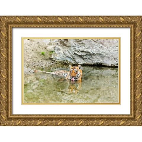 Tigress in the backwaters of Ramganga River Corbett National Park-India Gold Ornate Wood Framed Art Print with Double Matting by Rajput, Jagdeep