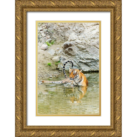 Tigress in the backwaters of Ramganga River Corbett National Park-India Gold Ornate Wood Framed Art Print with Double Matting by Rajput, Jagdeep