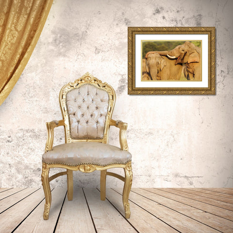Courting pair of Asian Elephants Corbett National Park-India Gold Ornate Wood Framed Art Print with Double Matting by Rajput, Jagdeep