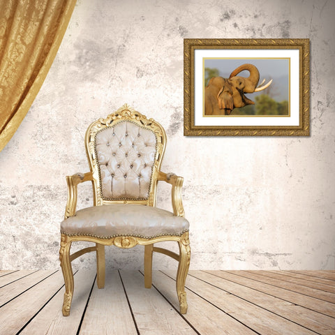 Musth Tusker giving a salute Corbett National Park-India Gold Ornate Wood Framed Art Print with Double Matting by Rajput, Jagdeep