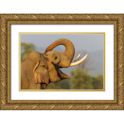 Musth Tusker giving a salute Corbett National Park-India Gold Ornate Wood Framed Art Print with Double Matting by Rajput, Jagdeep