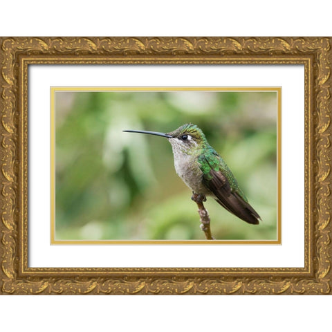 Broad-tailed Hummingbird (female) Gold Ornate Wood Framed Art Print with Double Matting by Archer, Ken