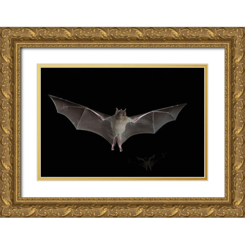 Lesser Long-nosed Bat Gold Ornate Wood Framed Art Print with Double Matting by Archer, Ken