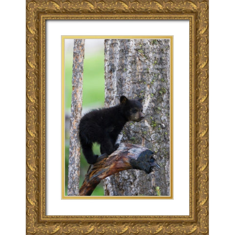 Black Bear Cub Gold Ornate Wood Framed Art Print with Double Matting by Archer, Ken