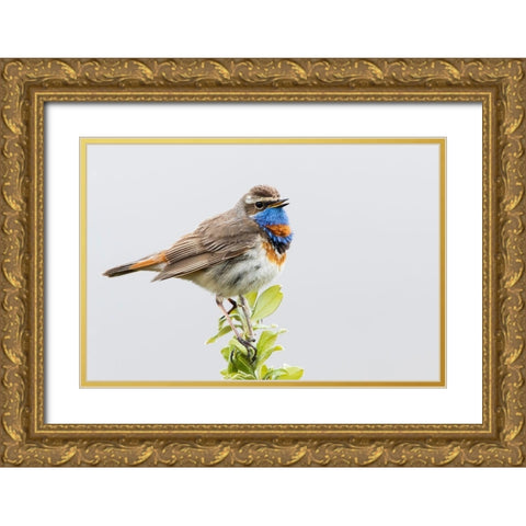 Bluethroat-territory song Gold Ornate Wood Framed Art Print with Double Matting by Archer, Ken