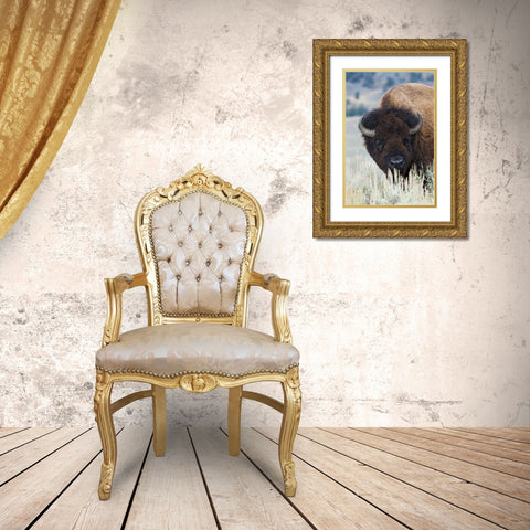 Big Bison Bull Gold Ornate Wood Framed Art Print with Double Matting by Archer, Ken