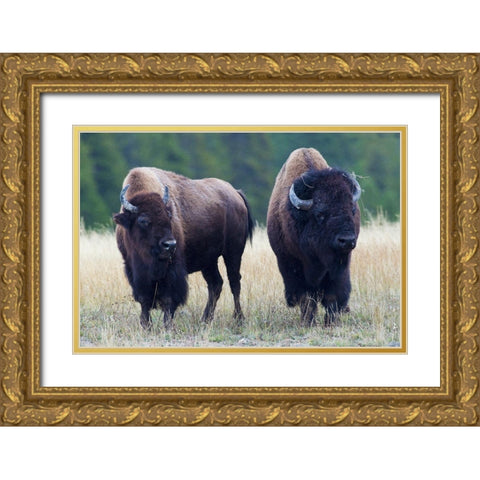 Bison Pair Gold Ornate Wood Framed Art Print with Double Matting by Archer, Ken