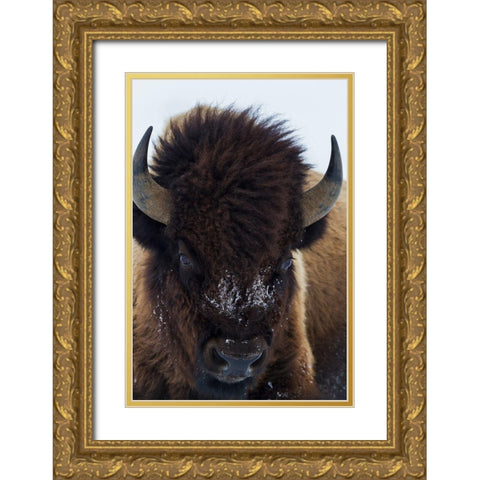 Bull Bison Gold Ornate Wood Framed Art Print with Double Matting by Archer, Ken