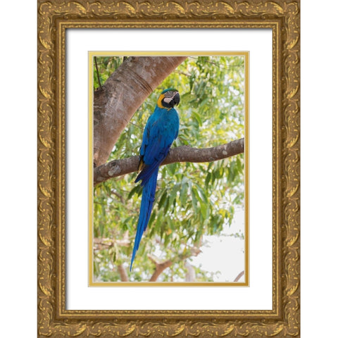 Blue and Gold Macaw-roosting in the shade Gold Ornate Wood Framed Art Print with Double Matting by Archer, Ken