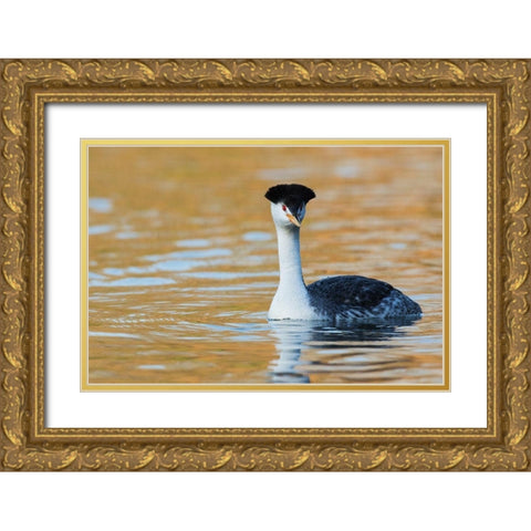 Clarks Grebe Gold Ornate Wood Framed Art Print with Double Matting by Archer, Ken