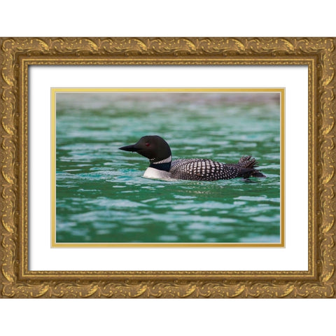 Common Loon Gold Ornate Wood Framed Art Print with Double Matting by Archer, Ken