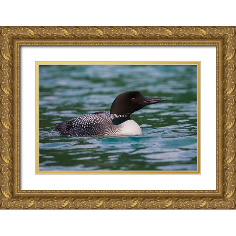 Common Loon Gold Ornate Wood Framed Art Print with Double Matting by Archer, Ken