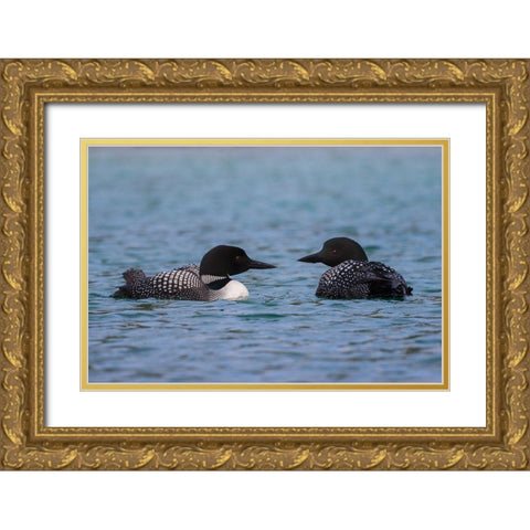 Common Loon Pair Gold Ornate Wood Framed Art Print with Double Matting by Archer, Ken