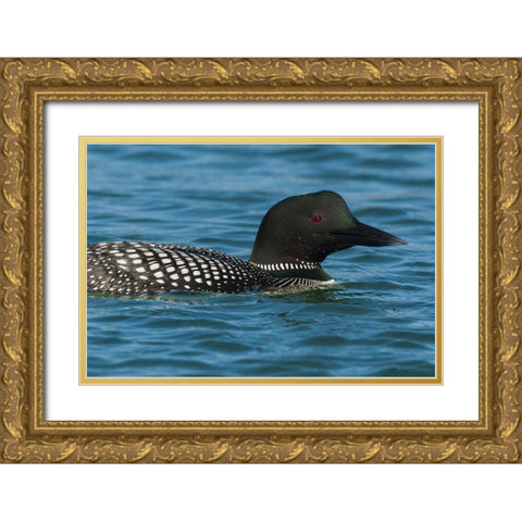 Common Loon Gold Ornate Wood Framed Art Print with Double Matting by Archer, Ken