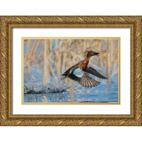 Cinnamon Teal Drake taking flight Gold Ornate Wood Framed Art Print with Double Matting by Archer, Ken