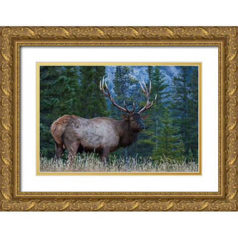 Rocky Mountain Bull Elk Gold Ornate Wood Framed Art Print with Double Matting by Archer, Ken