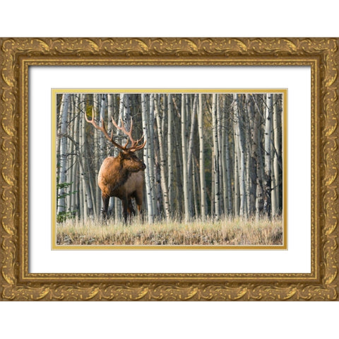 Rocky Mountain Bull Elk-Aspen Forest Gold Ornate Wood Framed Art Print with Double Matting by Archer, Ken